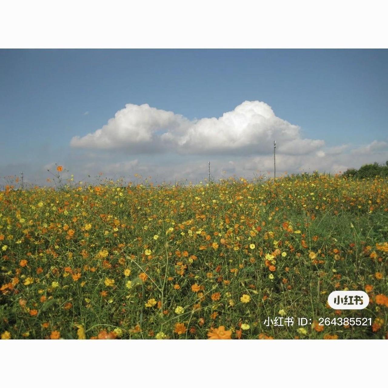 MintGear™ blue canon ixus 95 is digital camera rare colour